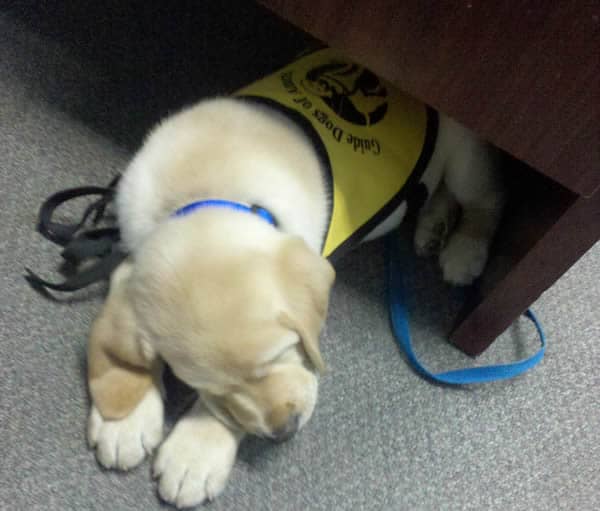 Dublin Guide Dog Pup