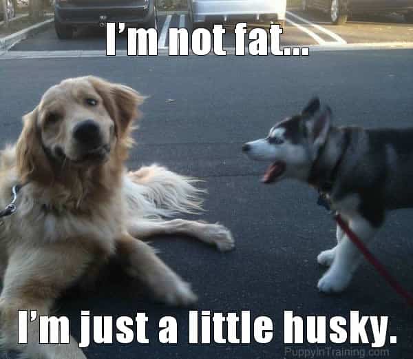 I'm Not Fat...I'm Just A Little Husky