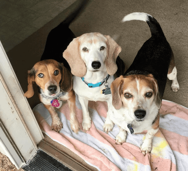 Beagles Cindy, Kismet and Bogart show off their long ears