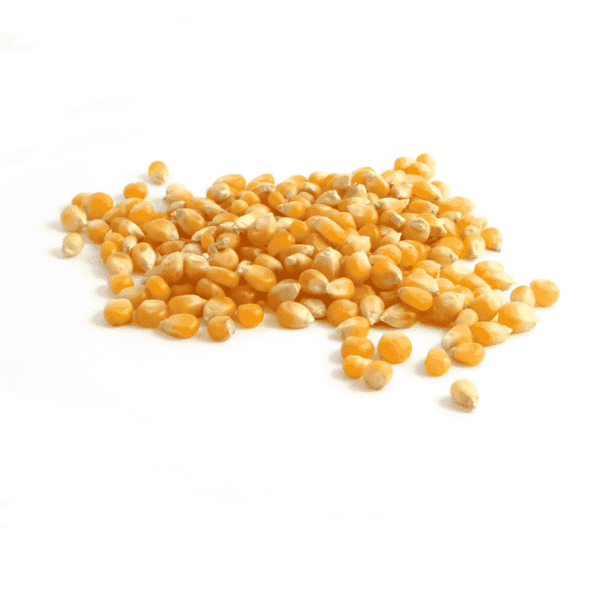 Maïs à popcorn 1 kg