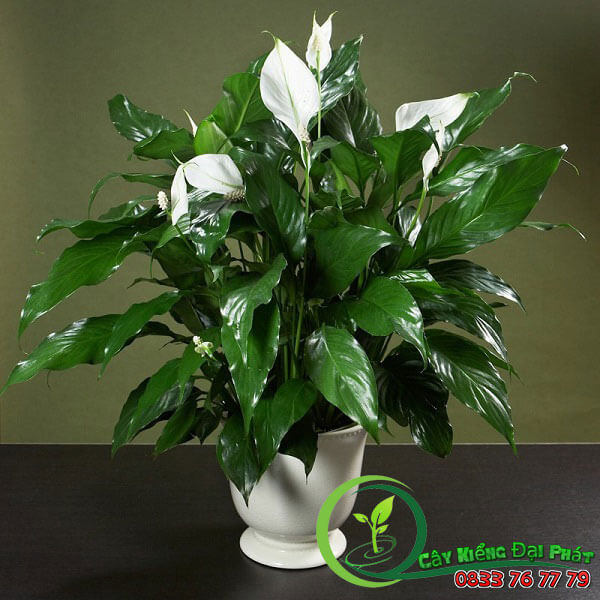 Lợi Ích Khi Sở Hữu Cây Lan Ý Thái Để Bàn Làm Việc