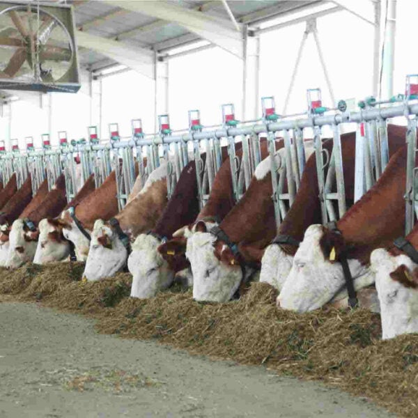 krmne pregrade za govedo Kurtsan