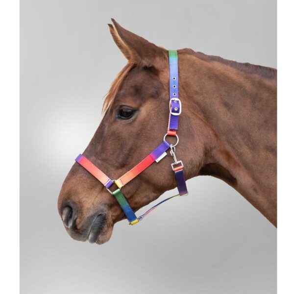 Ular Rainbow Waldhausen