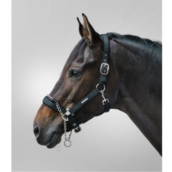 Ular sa lancem Waldhausen