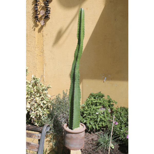 EUPHORBIA  1,15 MT