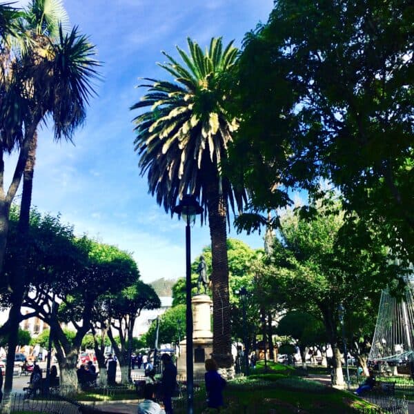 Place - arbre - sucre - Bolivie - jolie ville