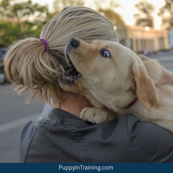 The Ultimate Guide: How To Stop A Puppy From Biting And Nipping