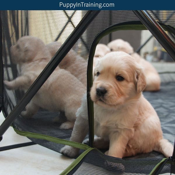 Puppy peering out of the Carlson Portable Pet Pen door.