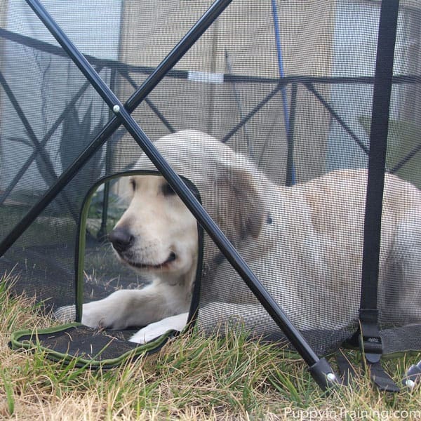 English Cream Golden Retriever looking through the door of pet pen.