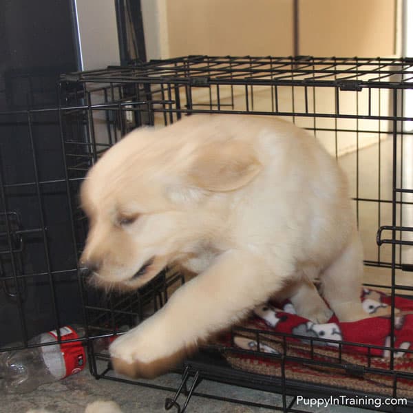 Golden Retriever puppy blur as he jumps out of wire crate.