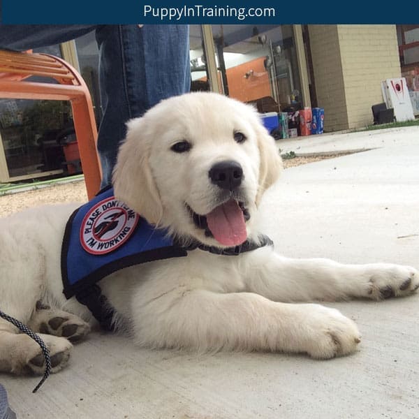 PROJECT: Service Dog in Training