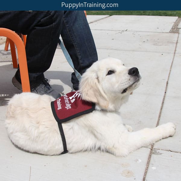 Charlie a Service Dog in Training