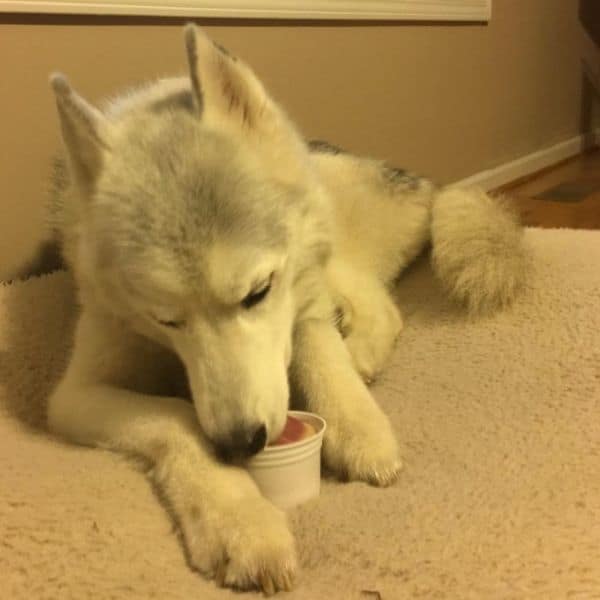 Husky Milo staying busy with a frozen dog treat