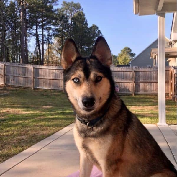 Client Husky Piper had one blue eye and one brown eye