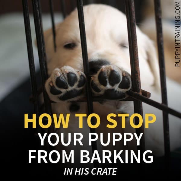 How To Stop A Puppy From Barking In His Crate At Night - Puppy In Training