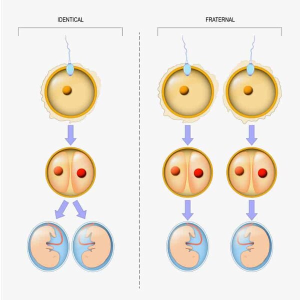 Difference-between-fraternal-and-identical-twins