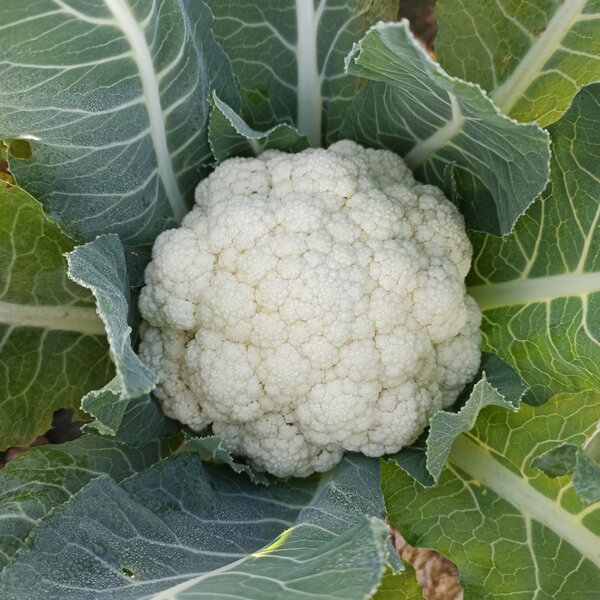 Cavolfiore bianco