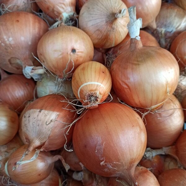 Cipolla dorata