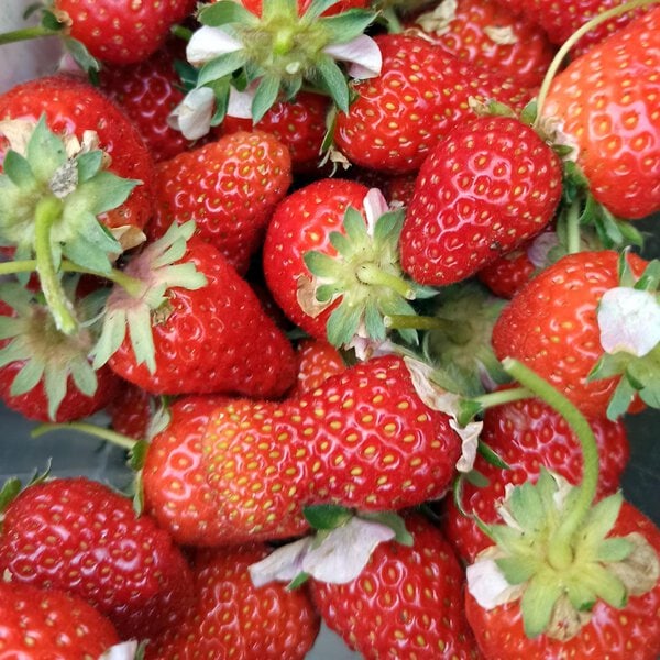 Fragole