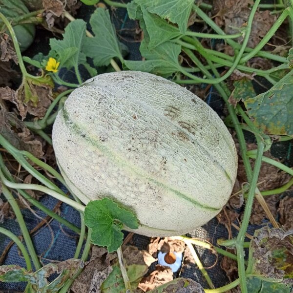Melone retato