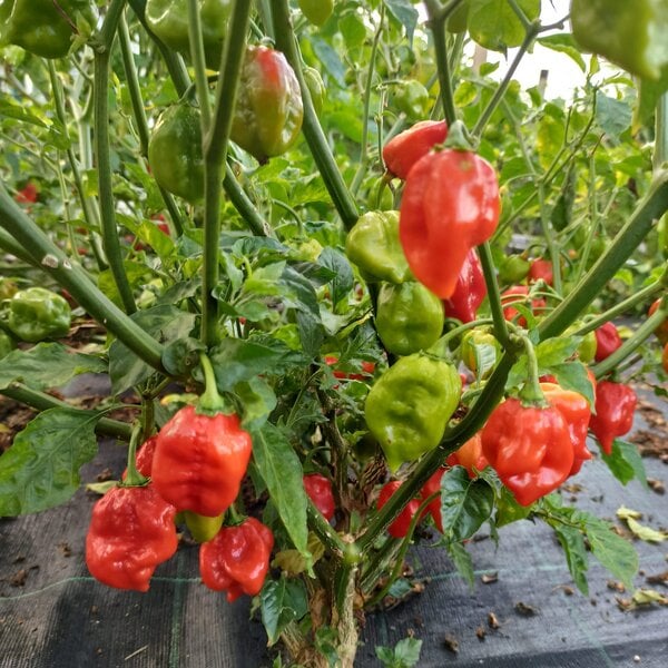 Peperoncino piccante habanero red