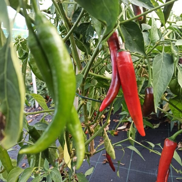 Peperoncino piccante cayenna