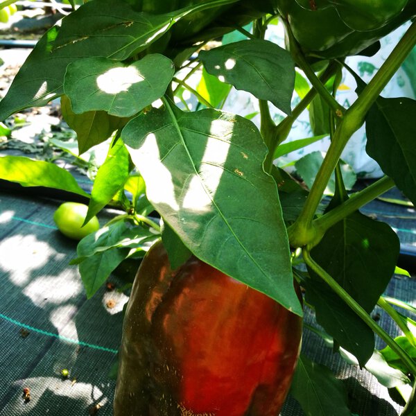 Peperone quadrato rosso