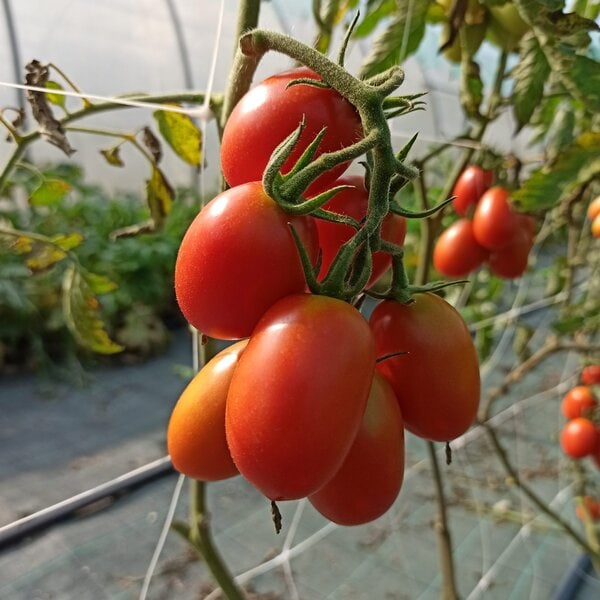 Pomodoro datterino