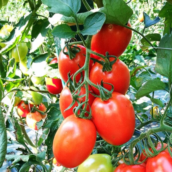 Pomodoro a pera