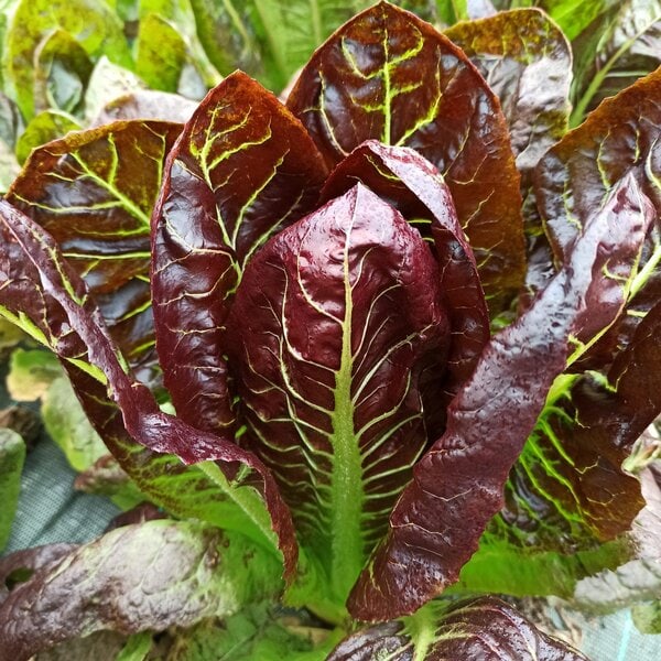 Radicchio lungo
