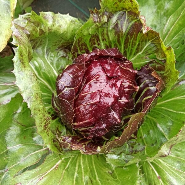 Radicchio palla rossa