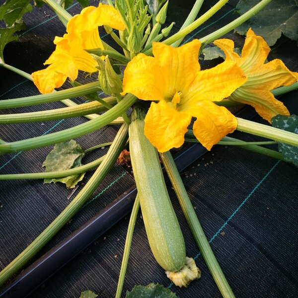 Zucchino chiaro