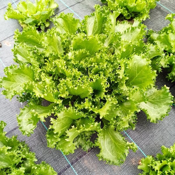 Indivia Riccia