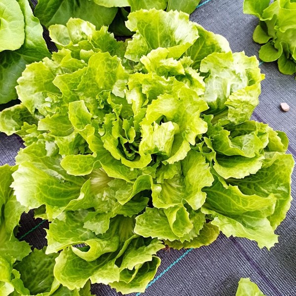 Scarola