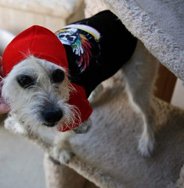 Bret Michaels Pets Rock…Our Next Great Dog Halloween Costume?