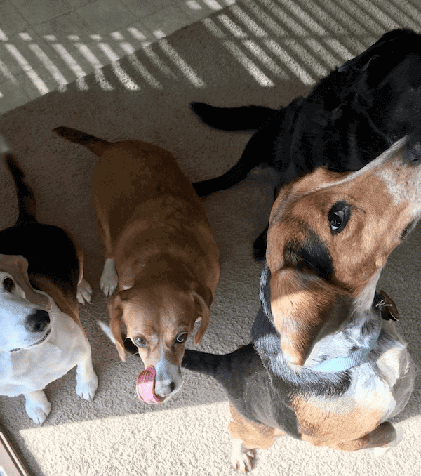 Beagles with different coat colors