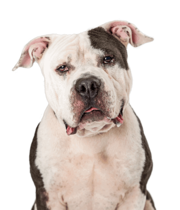 Perros veganos Img 2