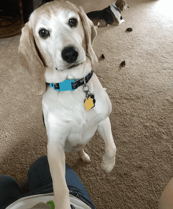 This is senior Beagle Kismet. She had the most velvety ears I’ve ever felt on a dog.