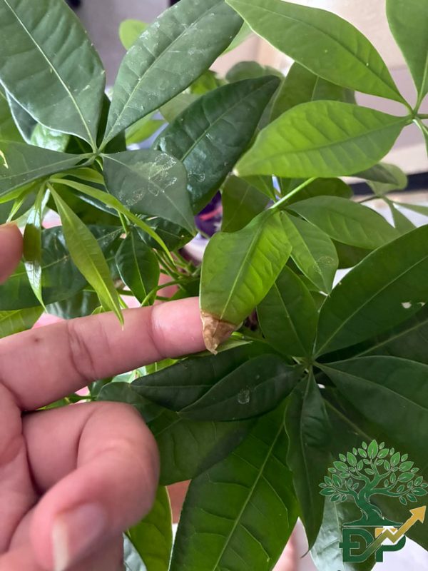 Cây Kim ngân bị cháy chóp lá