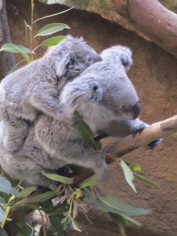 Koalas at Blackbutt Reserve