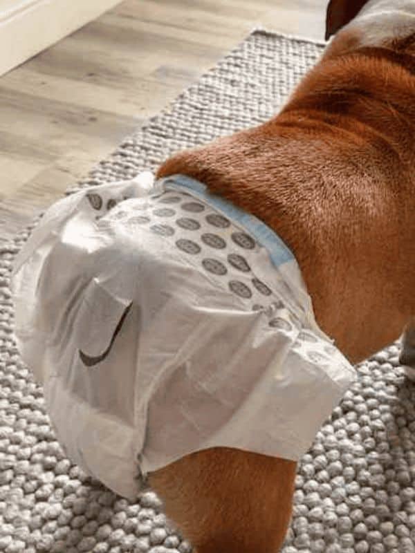 Female bulldog with a disposable dog diaper