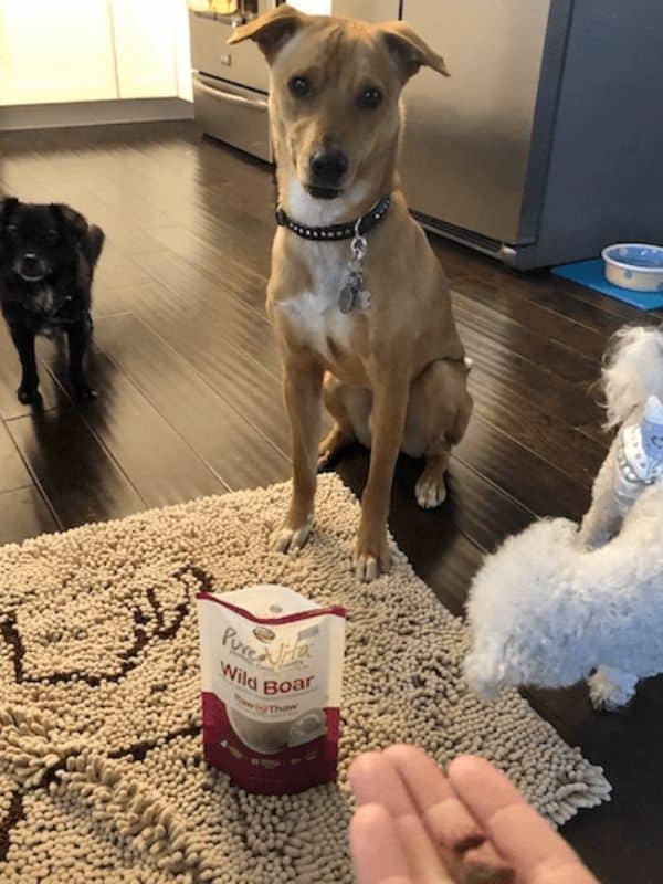 From left to right: Lila, Wally and Rocky with his diaper