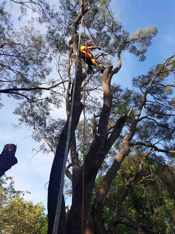 tree_removal_arborist_near_me
