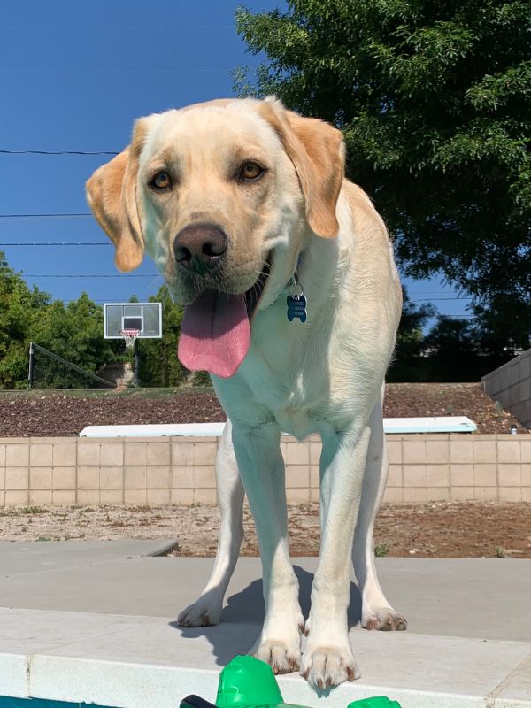 Yellow Lab standing