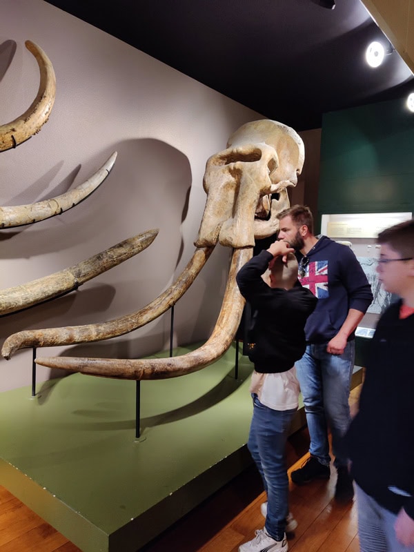 Naturhistorisches-Museum Basel