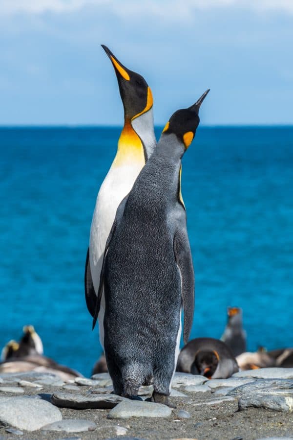 two penguins on seashore during daytime