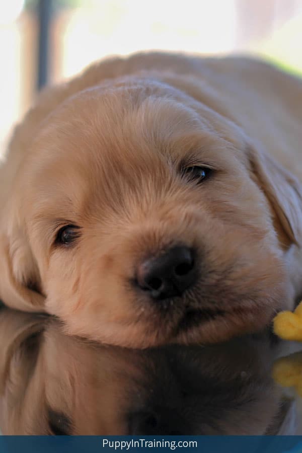 Golden Puppy Week 3