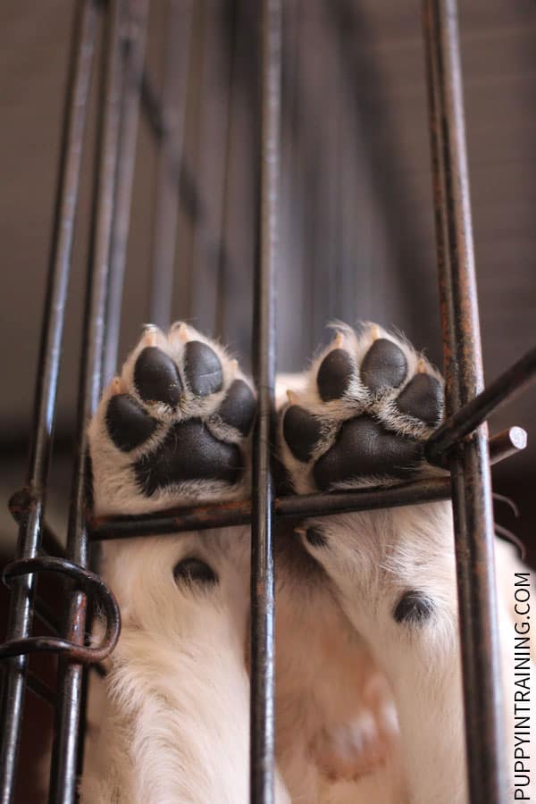 Working on crate training - Puppy Paws!