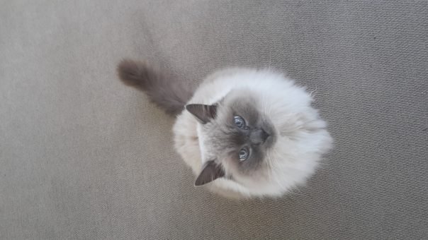 moving to new zealand