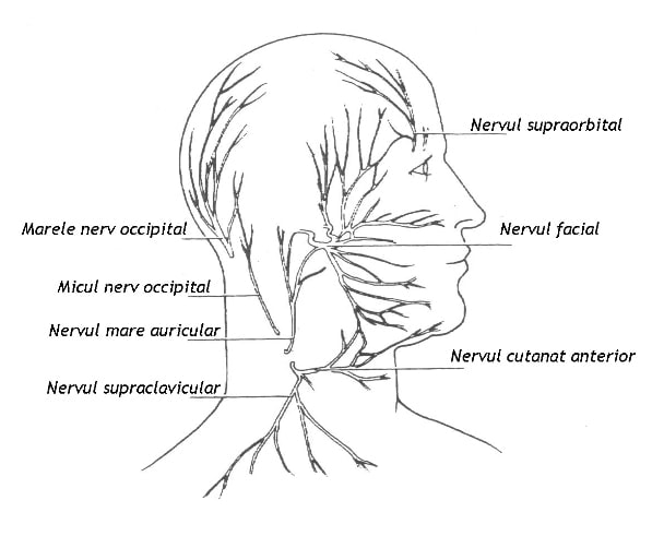 Nervii cranieni Nervii cranieni superficiali